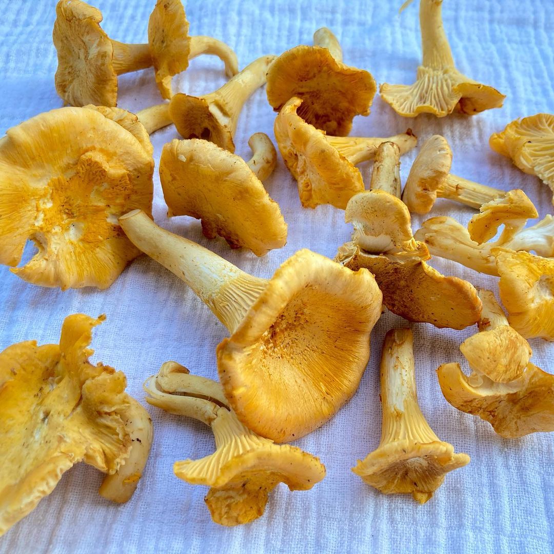 Wild Harvested Dried Chanterelle's - Image 4