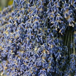 Dried Lavender Petals
