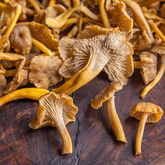 Wild Harvested Dried Chanterelle's