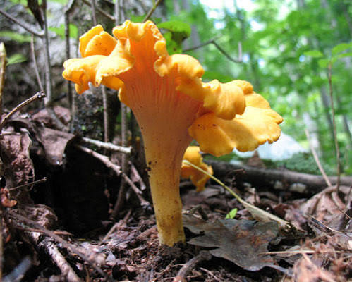 Wild Harvested Dried Chanterelle's - Image 3